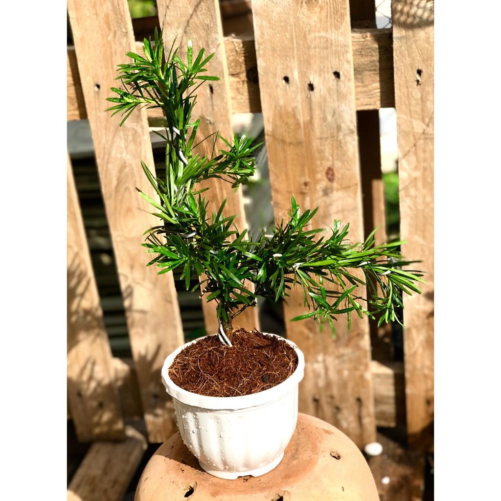 Chậu Bonsai cây Tùng Vạn Niên