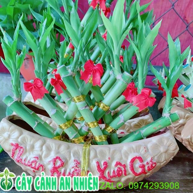 Chậu Cây Thuận Buồm Xuôi Gió