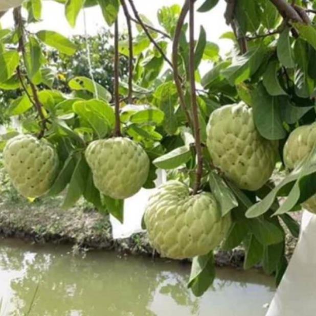 Cây na thái siêu trái