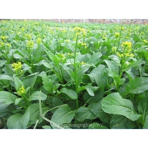 HẠT GIỐNG CÂY CẢI NGỌT BÔNG cao sản
