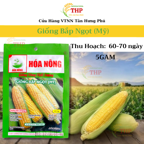 Hạt giống Bắp Ngọt  | Hạt Giống | gói 5gr