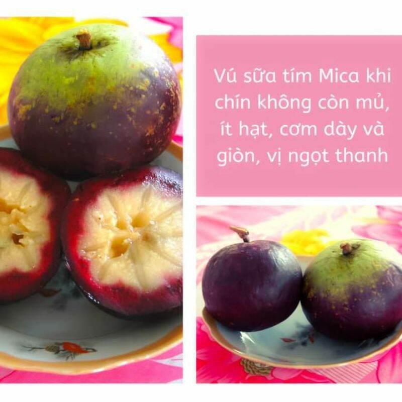 Cây giống Vú Sữa Mika....chuẩn giống