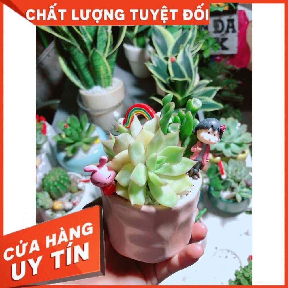 Chậu sen đá tiểu cảnh Nhiều Người Mua