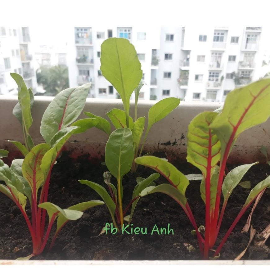 Hạt giống Cải cầu vồng nhiều màu, đóng gói 5gr