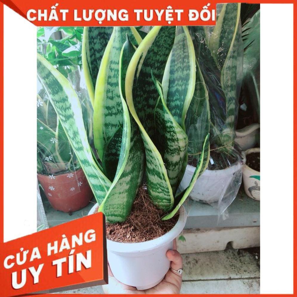 Chậu Lưỡi Hổ Nhiều Người Mua