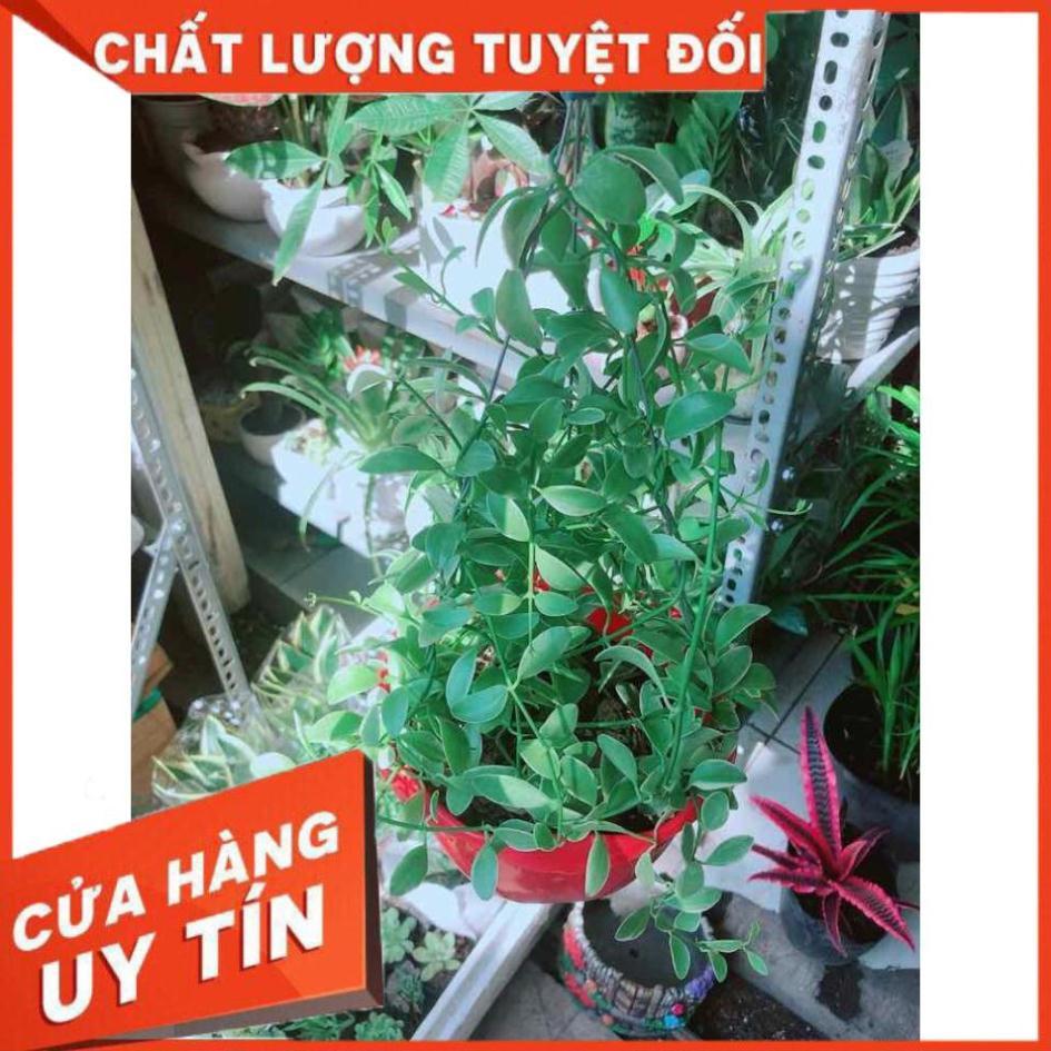 Chậu Cây Hạt Dưa Nhiều Người Mua