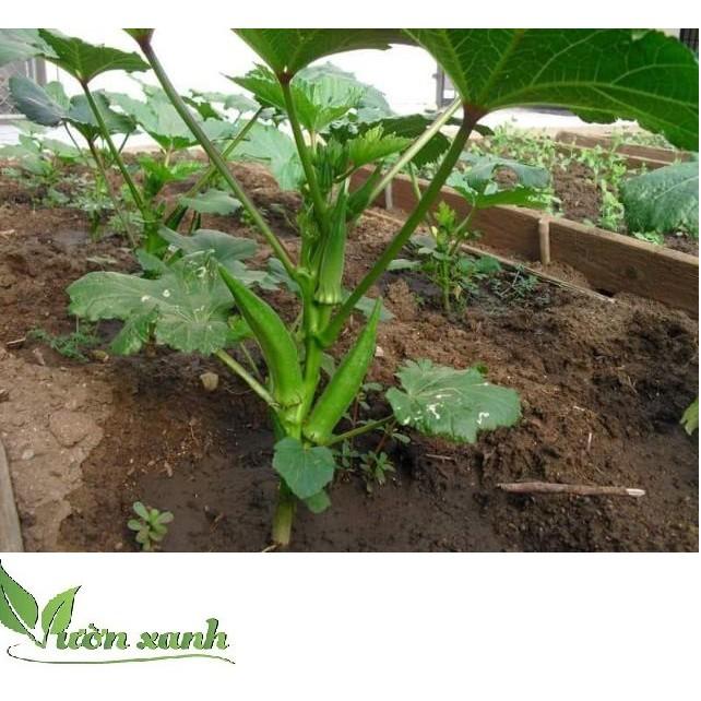 Hạt giống ĐẬU BẮP XANH cao sản siêu lùn 10gr