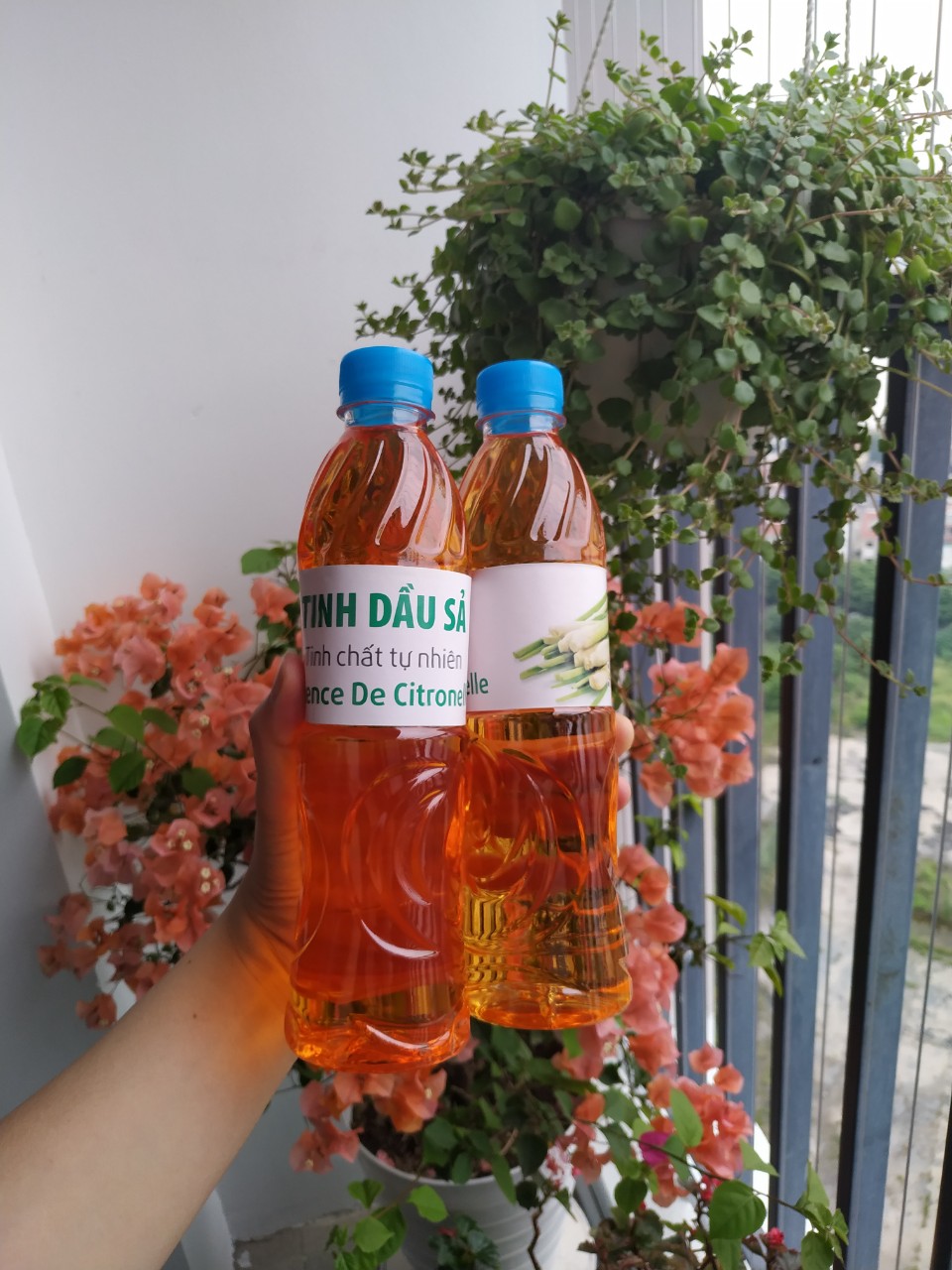 Tinh dầu sả lau nhà, chai 500ml