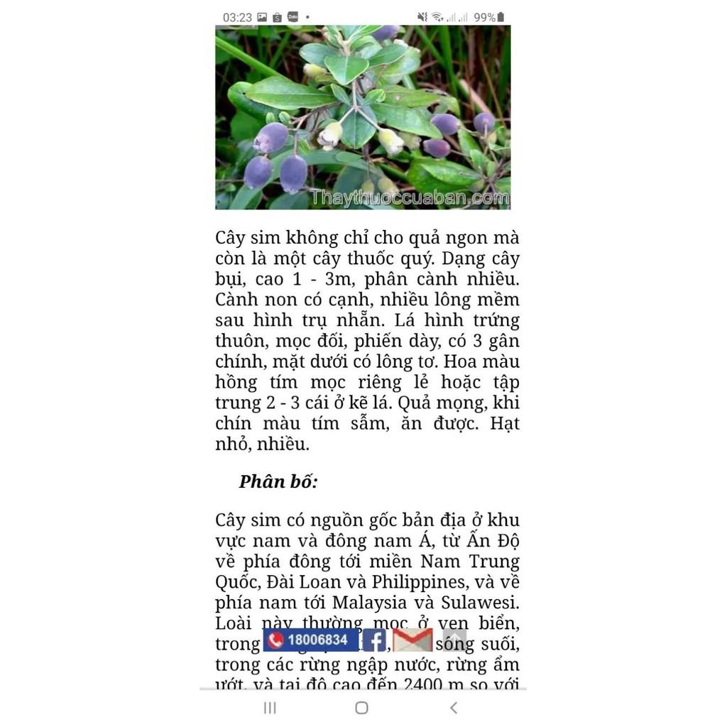 Sim ăn quả cây nhỡ