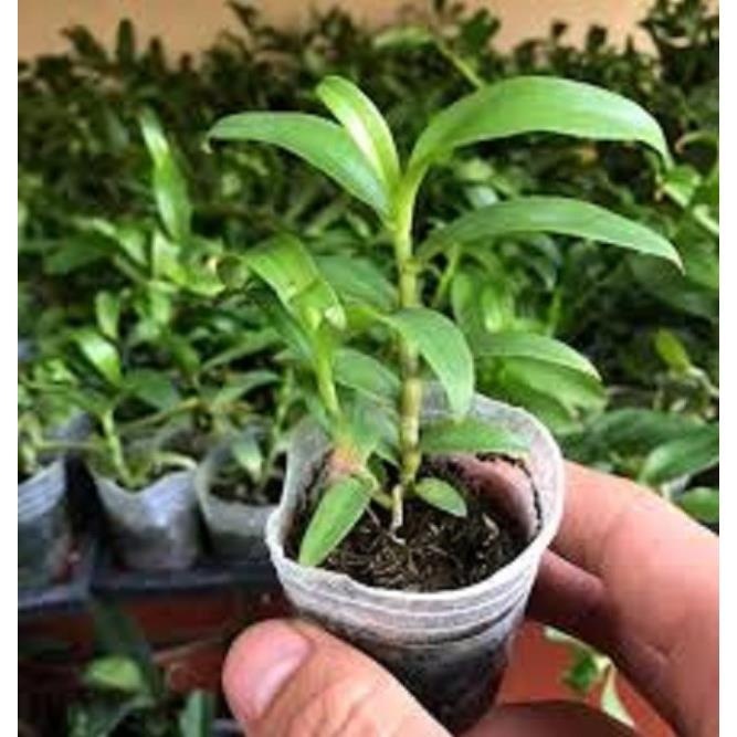 Cốc phi điệp 5 cánh trắng RUBY - hàng CẤY MÔ - hoa TÙY DUYÊN - hoa siêu đẹp
