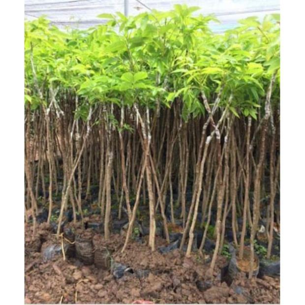 Sản phẩm CÂY TRÁM ĐEN GHÉP