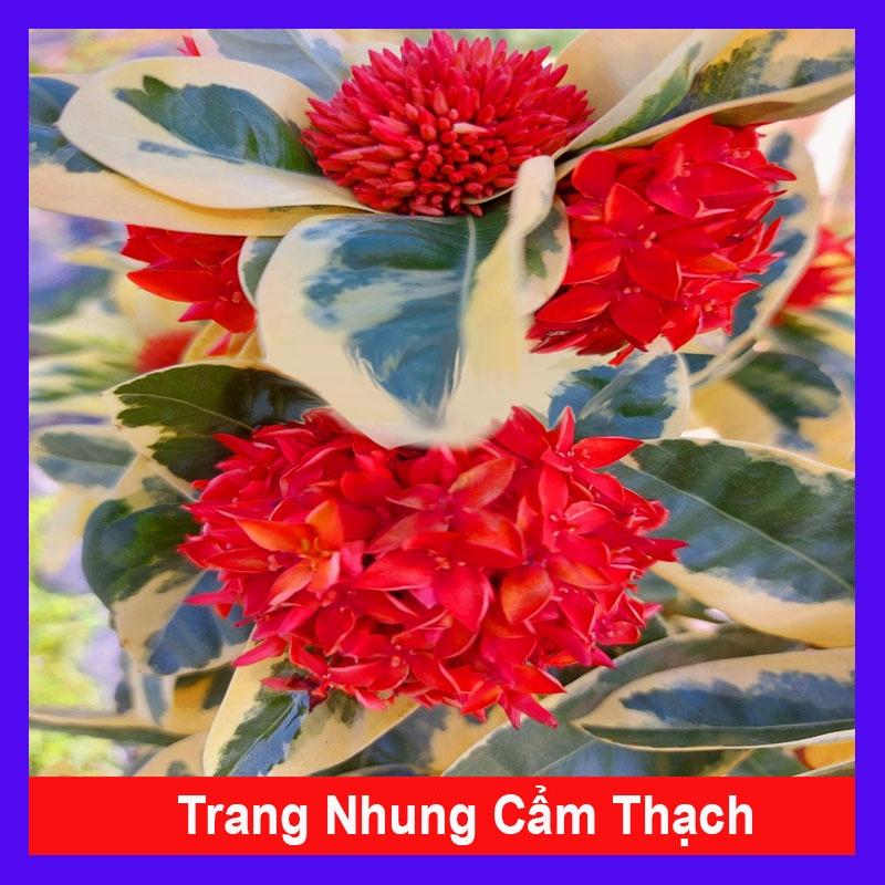 Cây Trang Mỹ Đỏ Cẩm Thạch - Trang Nhung Cẩm Thạch + tặng phân bón cho cây mau lớn