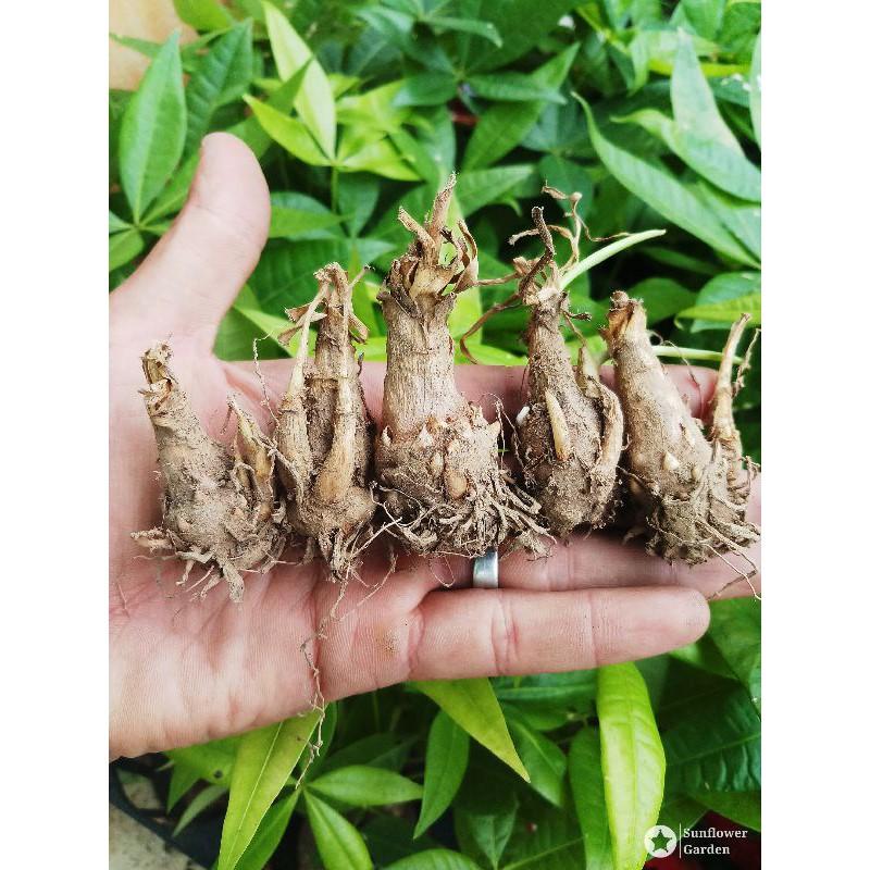 COMBO 5 CỦ HUỆ TRẮNG NGOẠI CÁNH KÉP