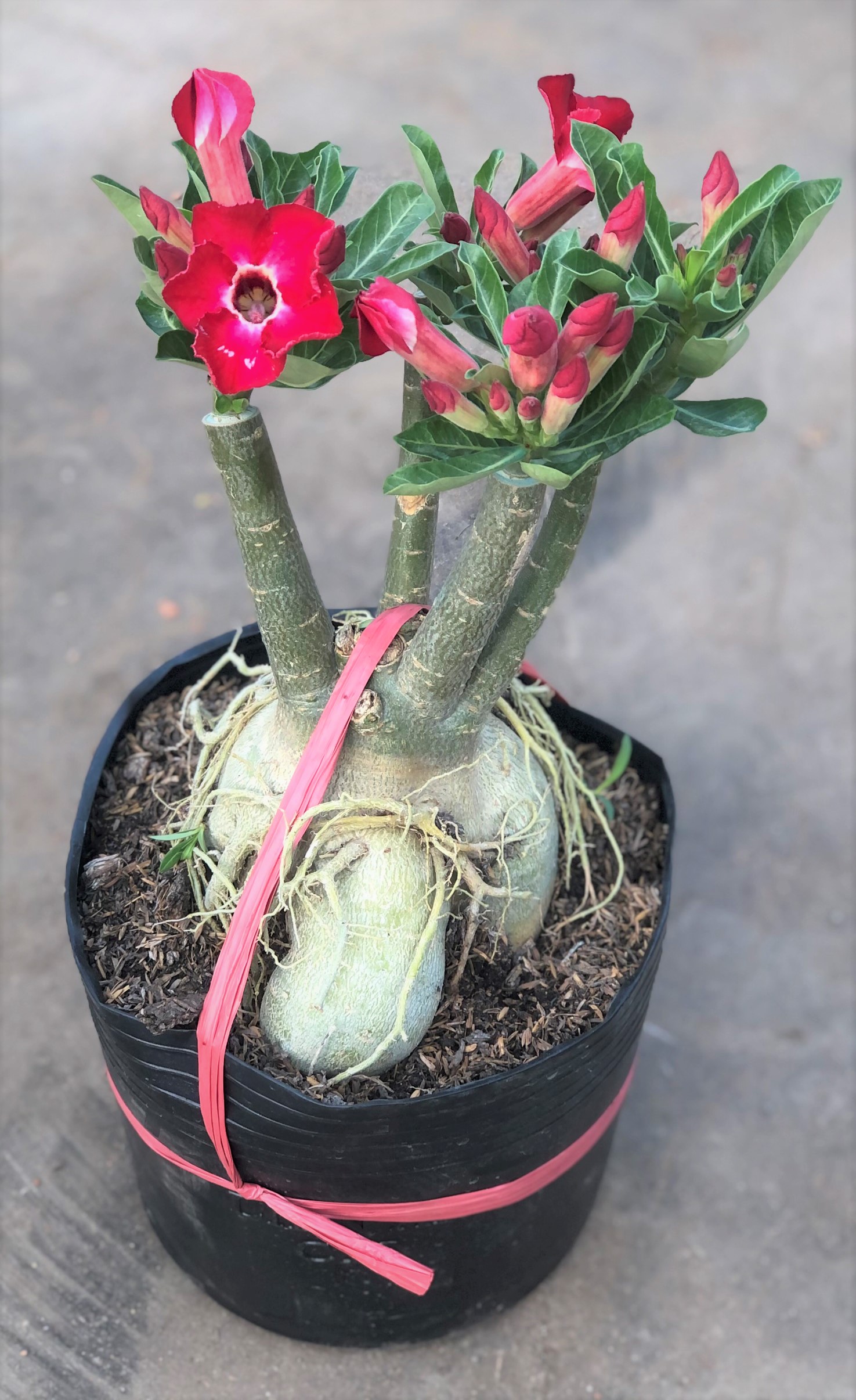 Chậu sứ Thần Tài gốc to