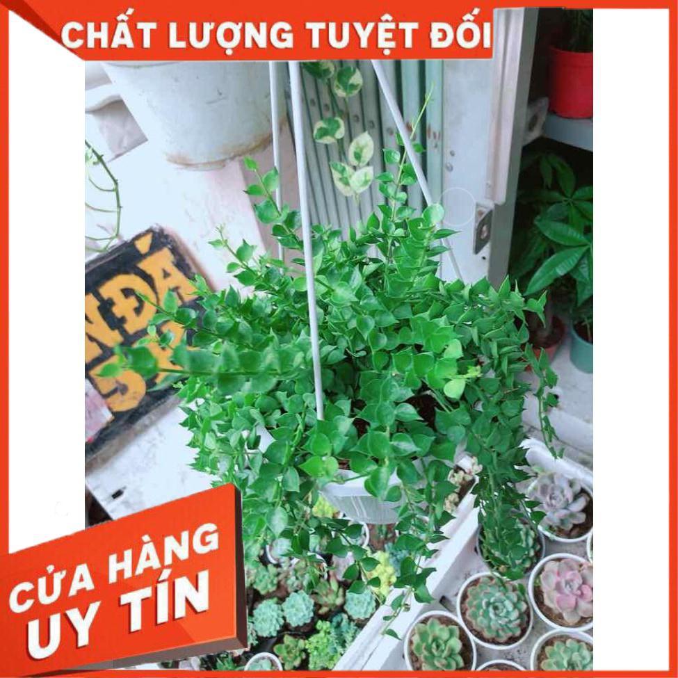 Chậu cây lá tim Nhiều Người Mua