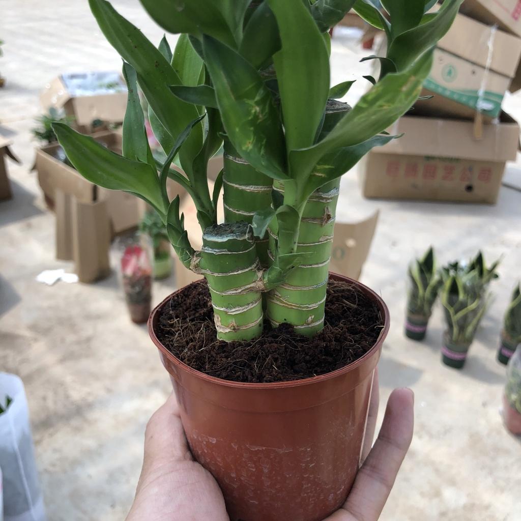 Cây phát tài phát lộc mini để bàn, Cao 15cm sức sống mãnh liệt, mang tài lộc cho gia chủ, thích hợp trang trí nội thất