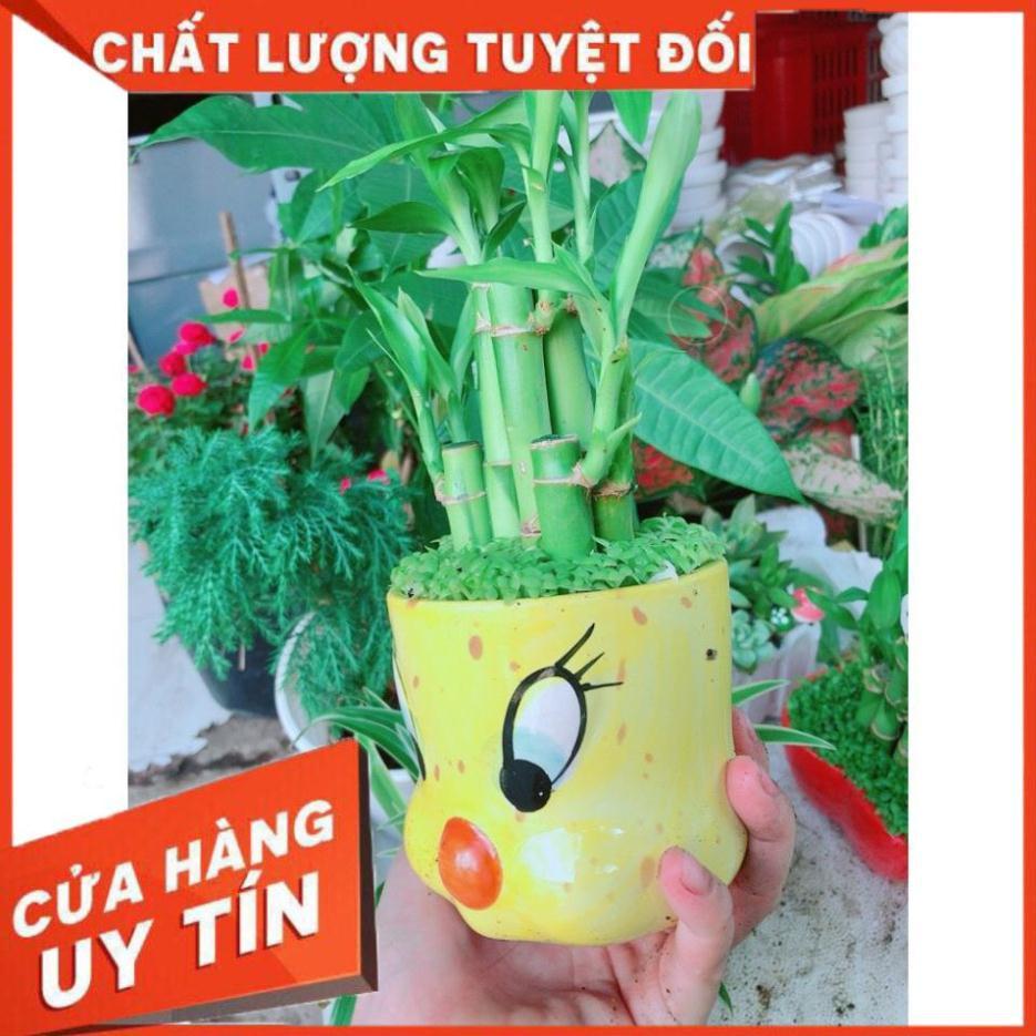 Chậu chúc phát tài mini