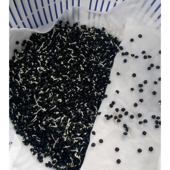 Hạt giống măng tây Phú Nông gói 100 hạt - 2g