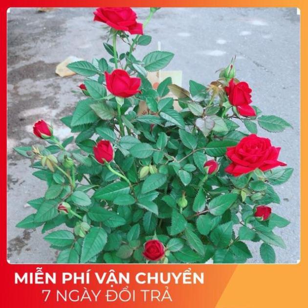 Chậu Hoa Hồng Có Hoa Sẵn