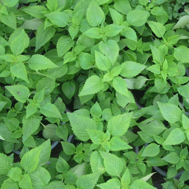 Hạt Giống Rau Kinh Giới Rạng Đông 1Gram
