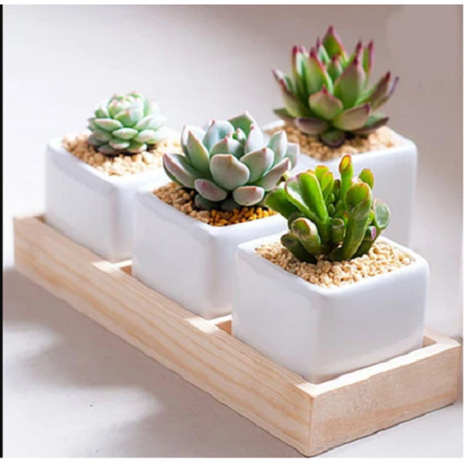 Hộp gỗ đựng cây cảnh 3 ô nhỏ kích thước 34 cm x10 cm
