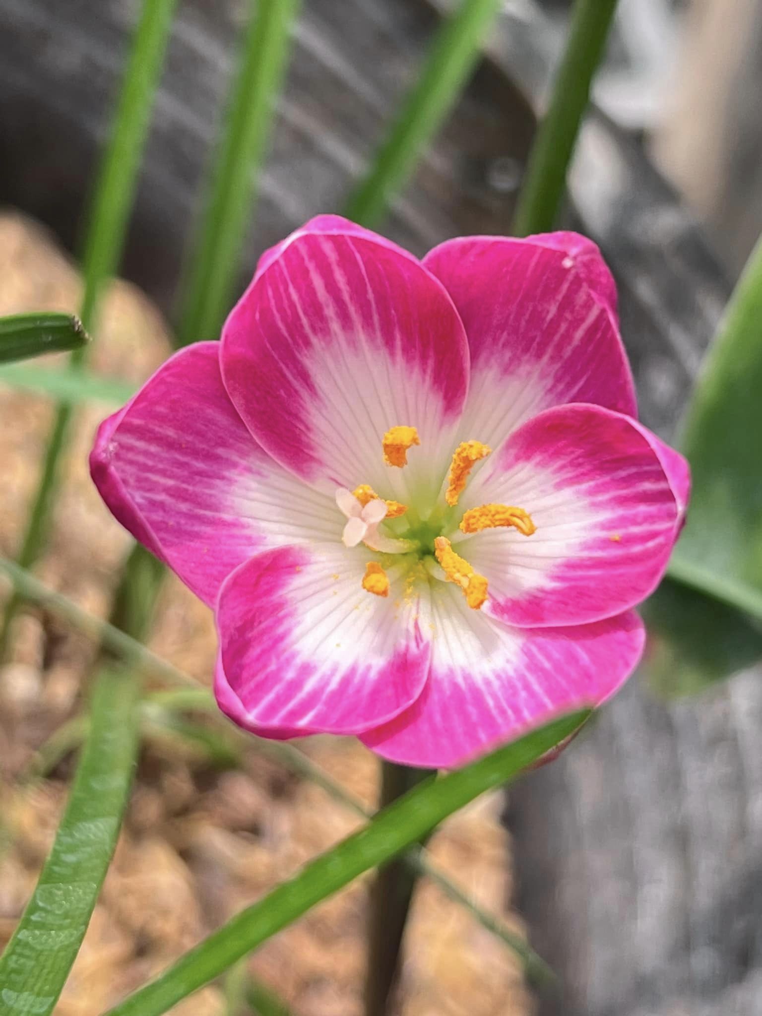 Củ huệ mưa Pink Nadia