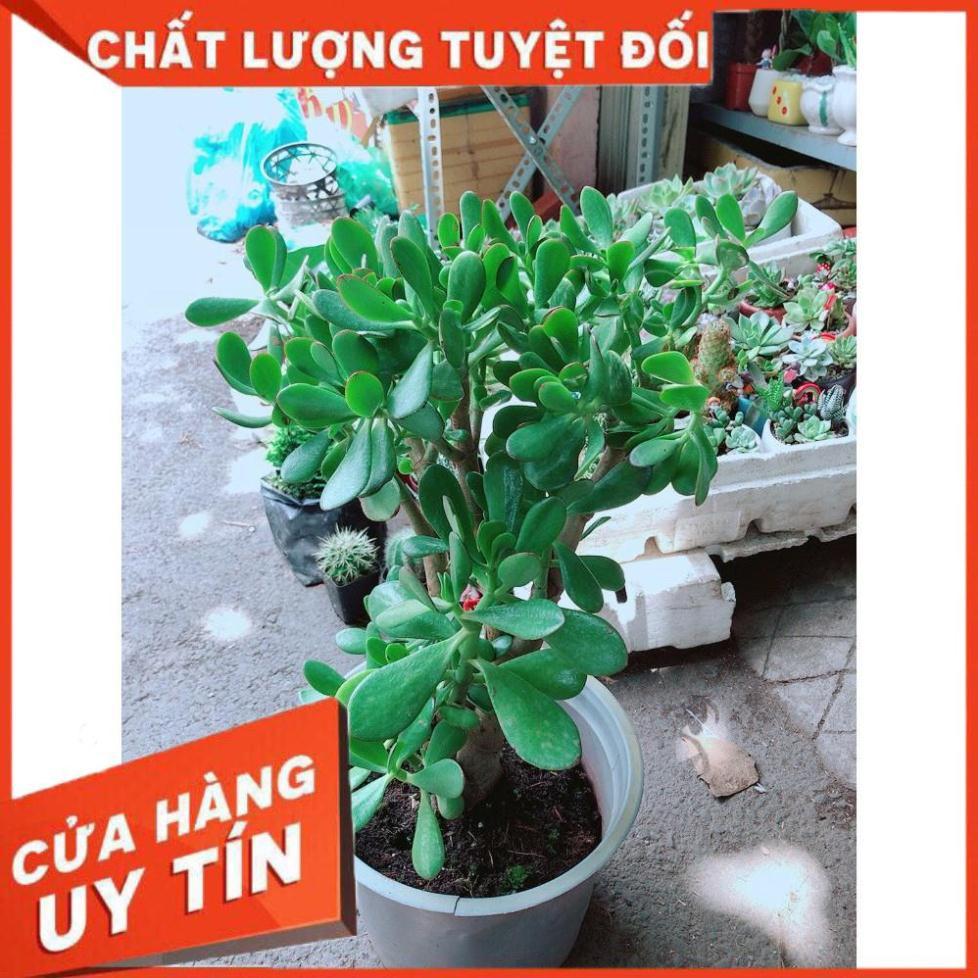 Sen Đá Ngọc Bích Size Lớn