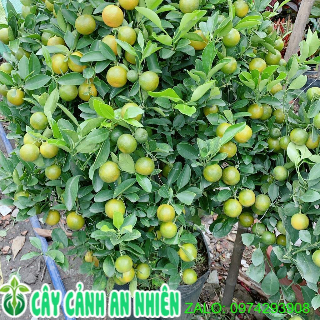 Cây Quất Cao 1m4-1m6