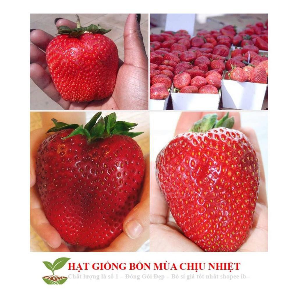 Hạt giống Dâu Tây Khổng lồ chịu nhiệt siêu quả dễ trồng