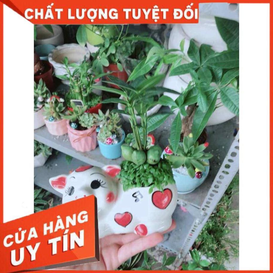 Chậu heo may mắn Nhiều Người Mua