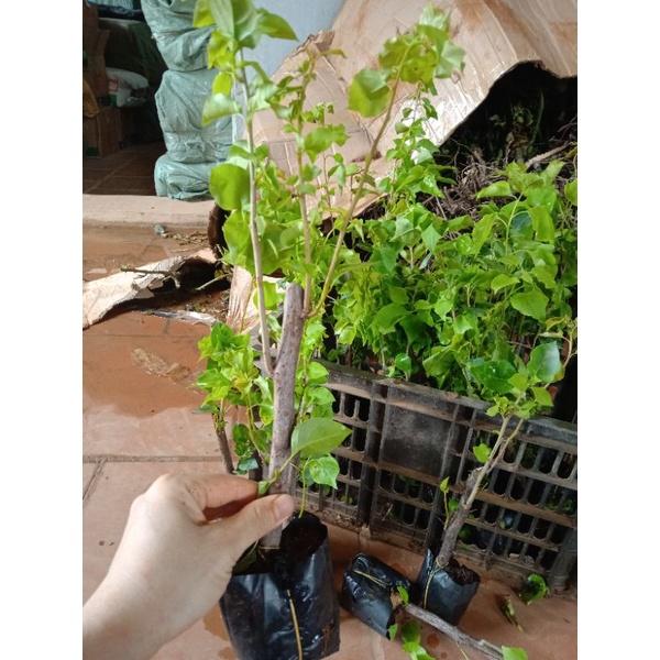 HOA GIẤY ĐẶC BIỆT - CÂY CÓ BẦU TO NHIỀU RỄ - MẦM KHỎE