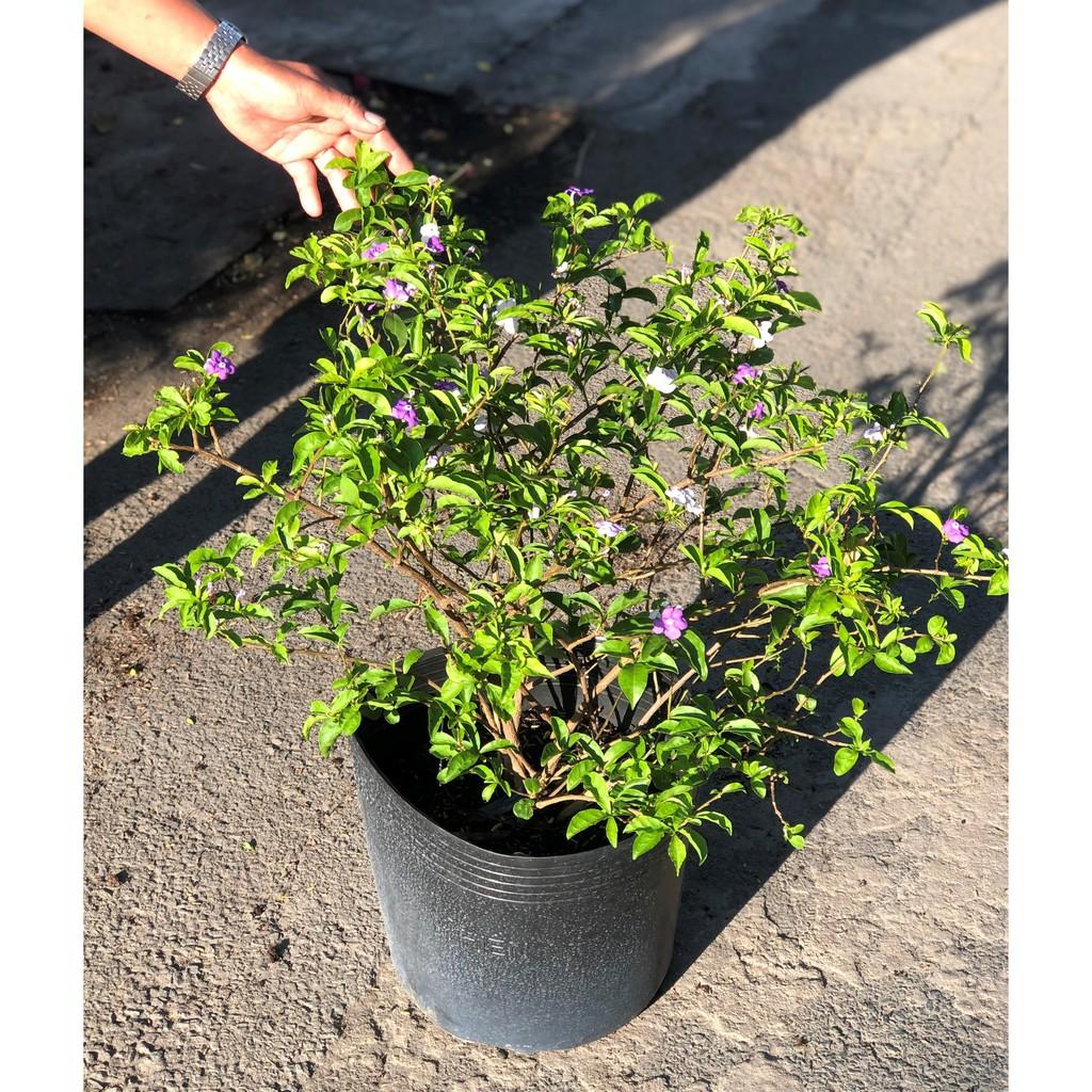 Cây hoa lài Nhật cao 90 - 100 cm