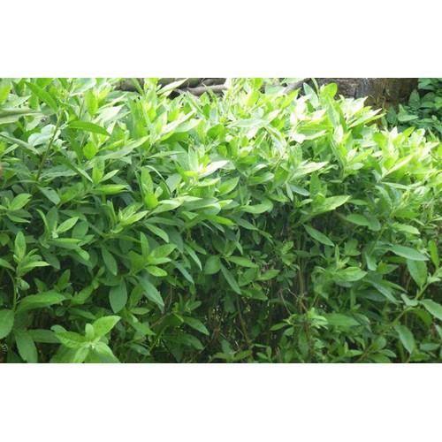 CÂY CÚC TẦN - BẦU CÂY GIỐNG