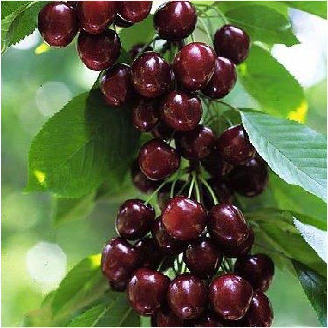 Hạt giống cây ăn trái cherry nhiệt đới 10 hạt/gói