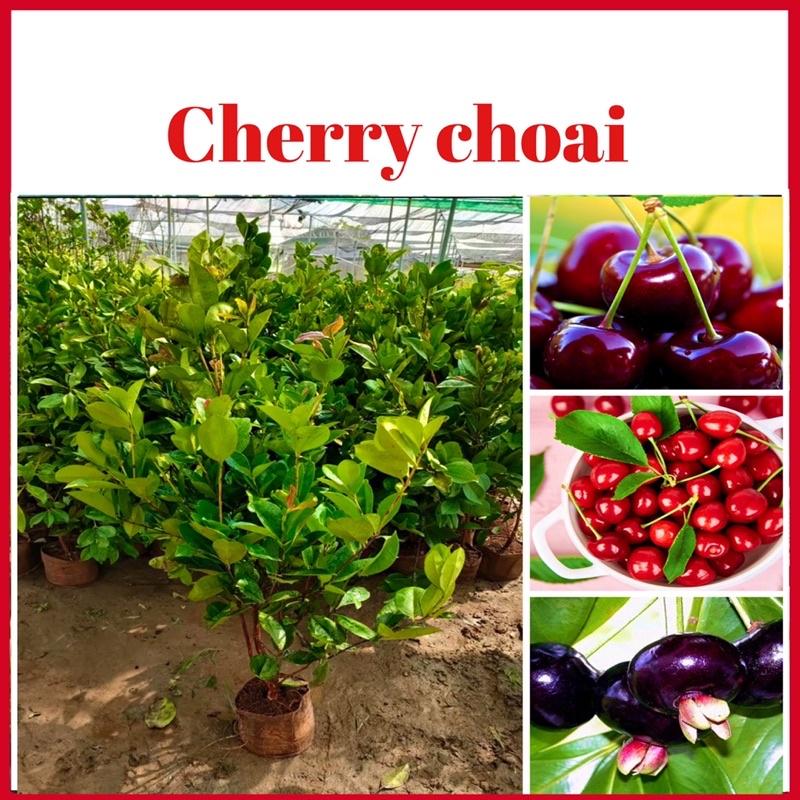 Cây cherry choai cao gần 1 mét tán rộng xum xuê (ảnh thật hình cuối)