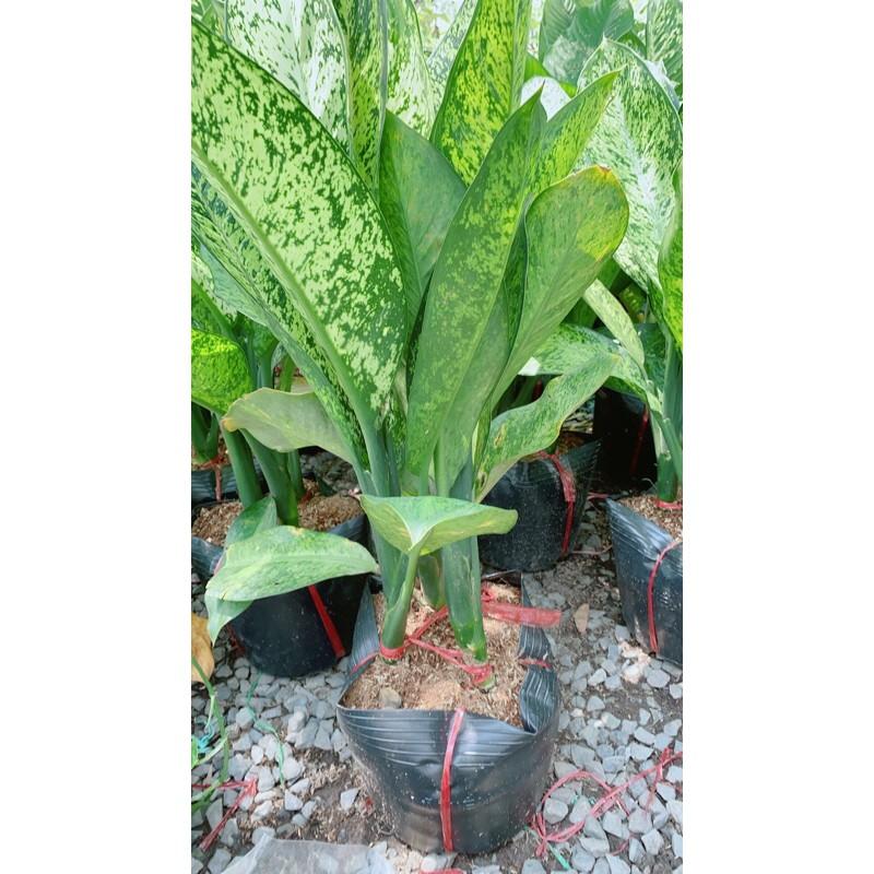 Cây Tỷ Phú Lớn