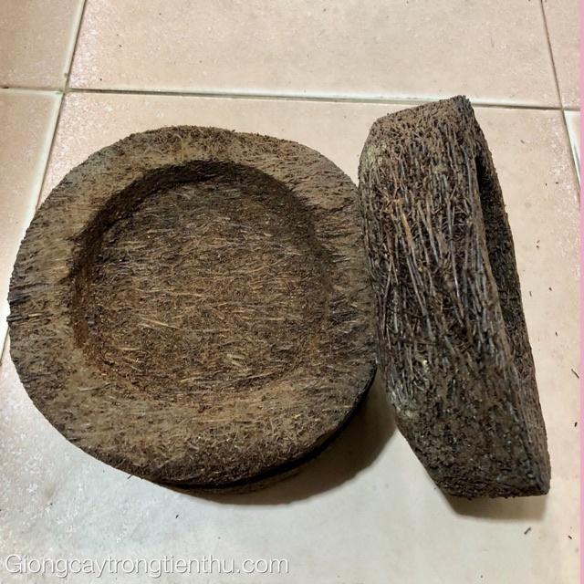 CHẬU DỚN TRỒNG LAN - Chuyên dùng ghép lan