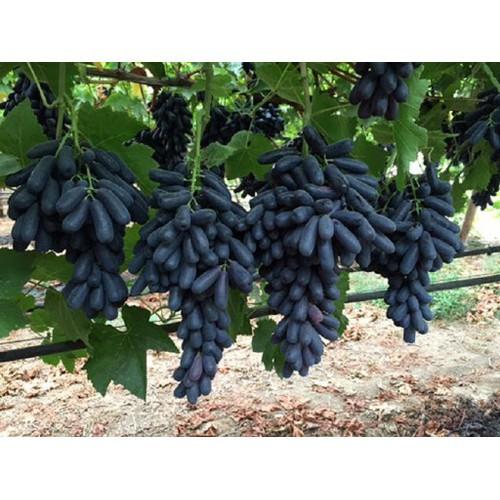 CÂY GIỐNG NHO MÓNG TAY DÒNG QUẢ SỚM, CÂY GIỐNG NHẬP KHẨU