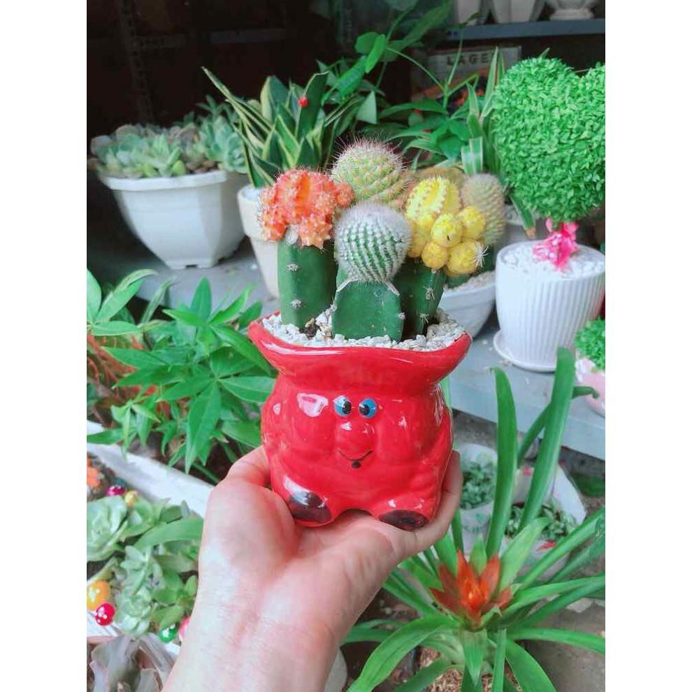 Chậu xương rồng tiểu cảnh Bán Chạy