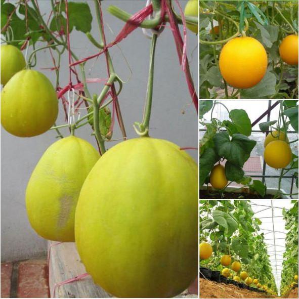 Hạt giống dưa kim cô nương Siêu Ngọt 10 hạt/gói