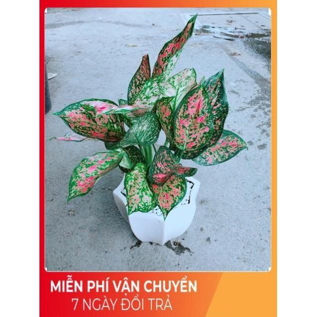 Chậu Vạn Lộc