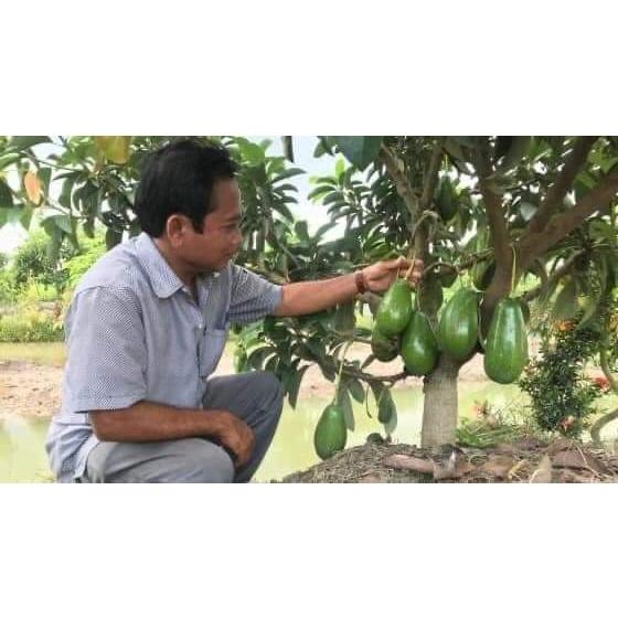 Cây giống Bơ sáp lùn Thái Lan ( cây ghép - mau trái )