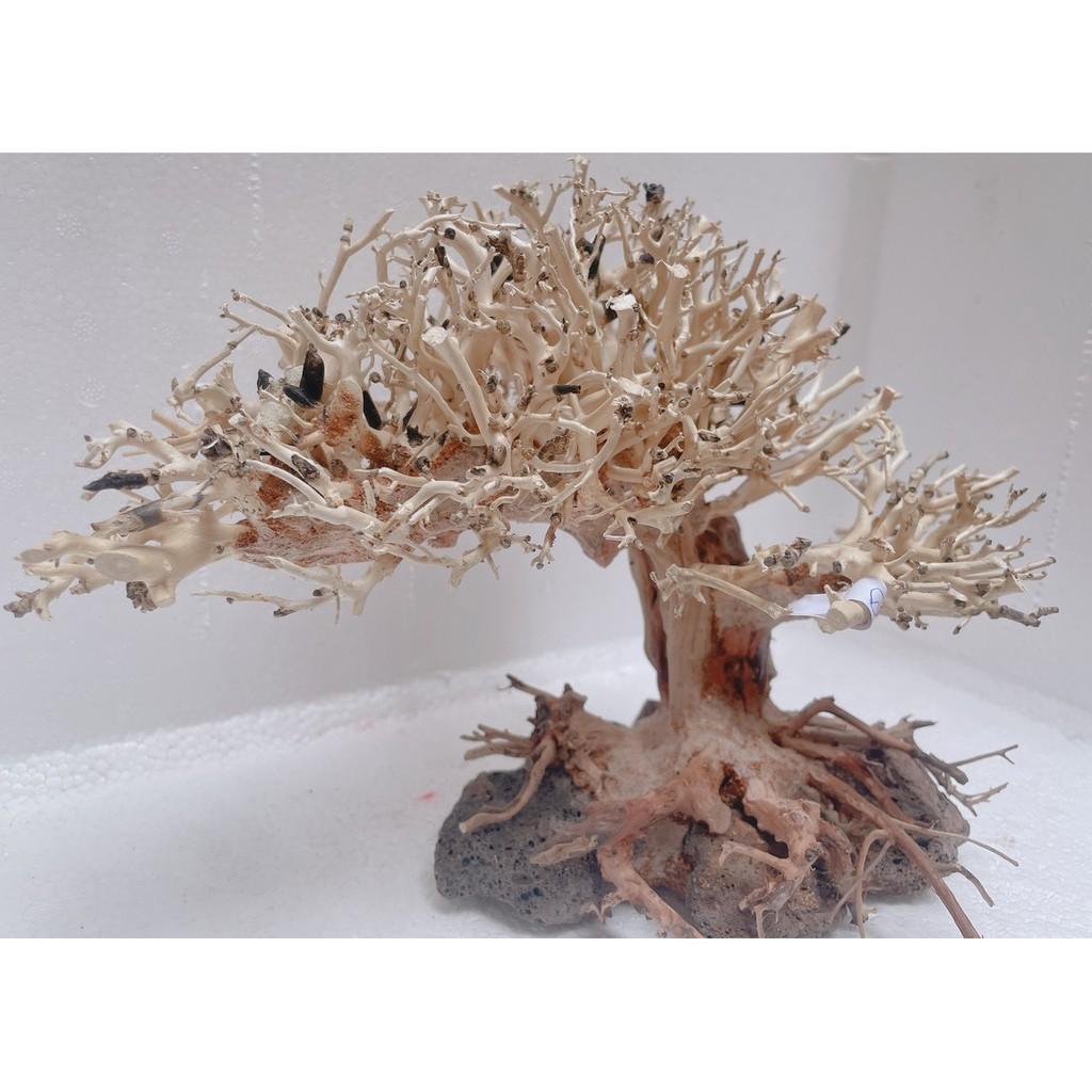 Lũa bonsai trang trí hồ thủy sinh, cá cảnh kích thước 20x25cm - mẫu 09