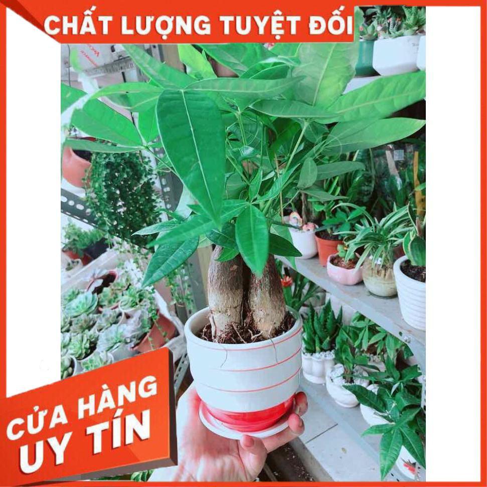 Chậu Kim Ngân 3 Thân Nhiều Người Mua