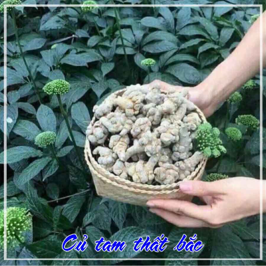 1kg Củ Tam Thất Bắc loại 66 củ/1kg loại 1