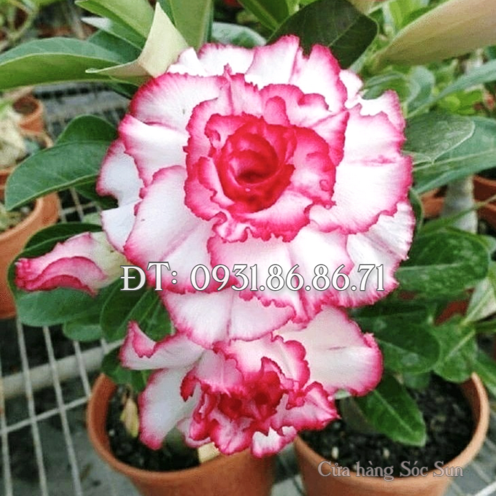 Hạt giống hoa sứ kép Thái Lan màu trắng viền hồng cánh xoăn – Bịch 10 hạt – Mã số 1784