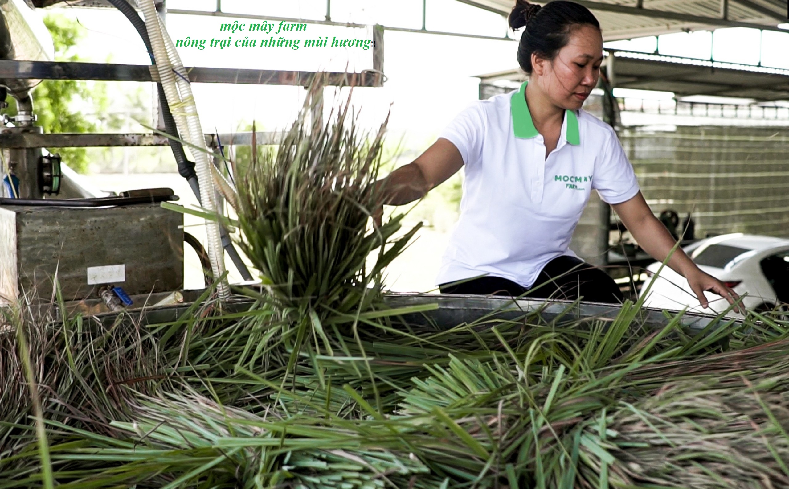 Tinh dầu Sả Chanh Mộc Mây - Xuất khẩu Châu Âu, nguyên chất 100% từ thiên nhiên, xông phòng, khử mùi, thơm phòng, đuổi muỗi, thư giản