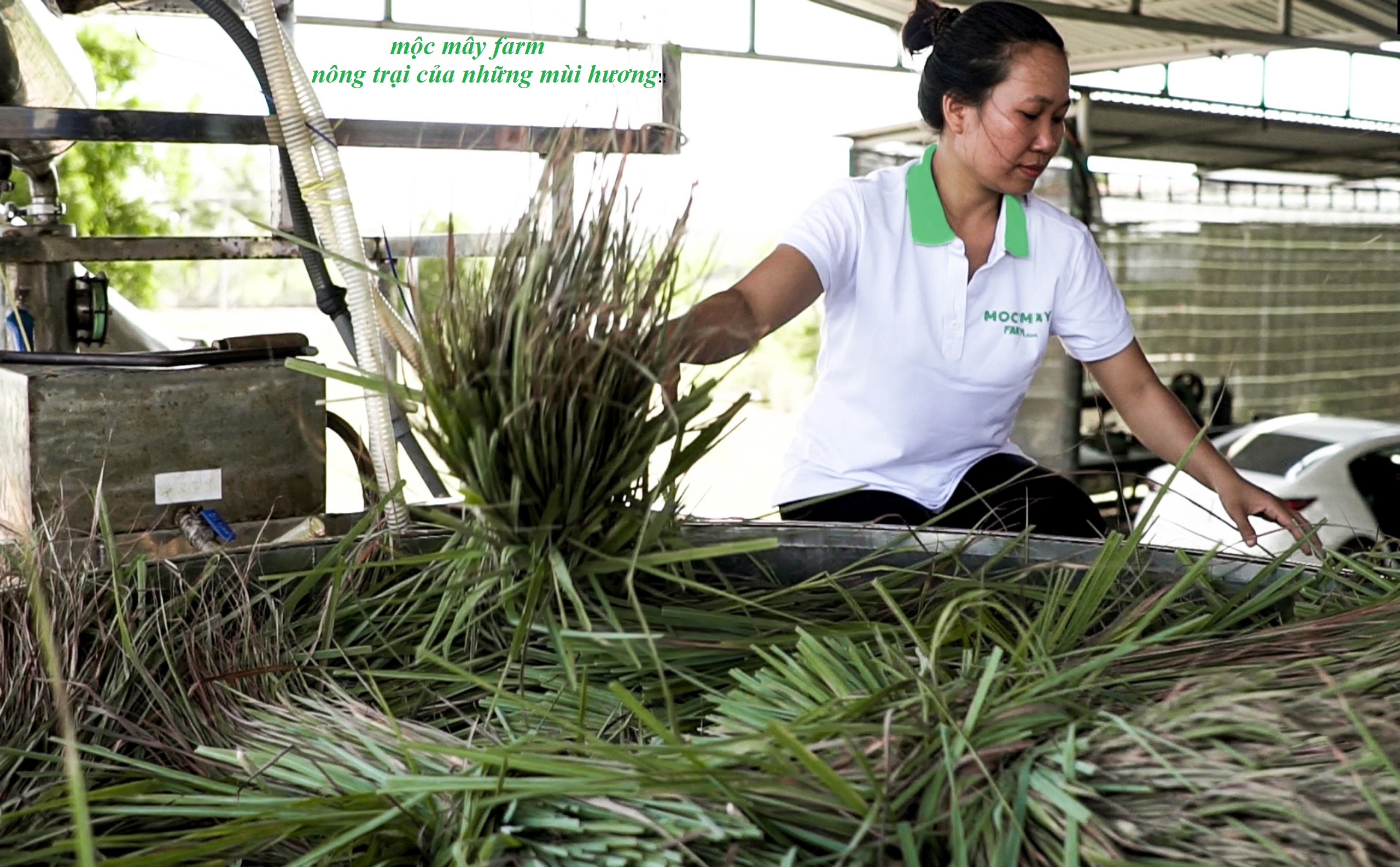 Tinh dầu Sả Chanh nguyên chất Mộc Mây - Xuất khẩu Châu Âu, xông phòng, khử mùi, thơm phòng, đuổi muỗi, thư giản