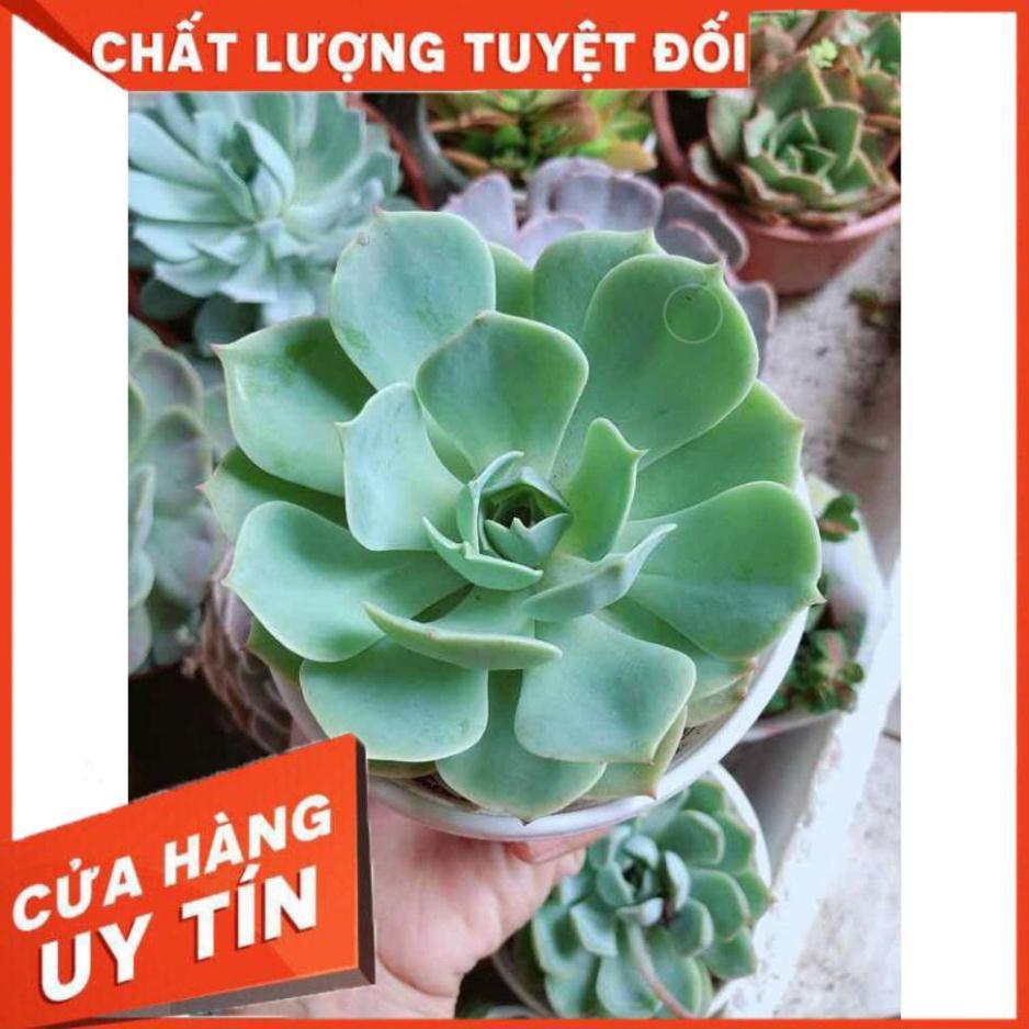 Sen đá xanh đất Nhiều Người Mua