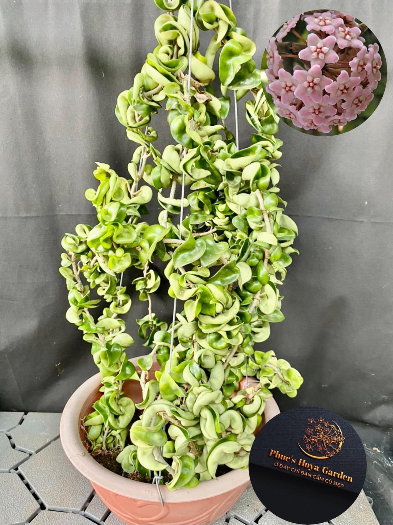 Chậu hoa Cẩm cù compacta lá xoắn kích thước 10cm-15cm thân rủ